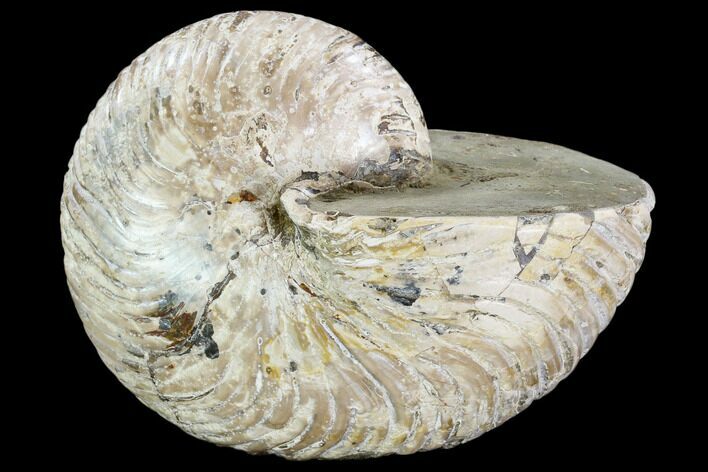 Fossil Nautilus - Madagascar #108234